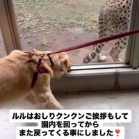 お尻をクンクンする犬