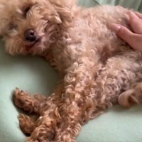 尻尾を振るハグちゃん