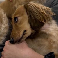 最初に甘えていたワンコ