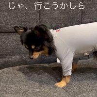 洋服姿で立ち上がる犬