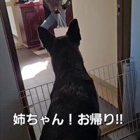 犬の後ろ姿