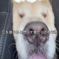 本当にわんこ…？