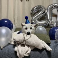 風船の前にいる犬