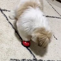 何度も鳴らすよもぎくん