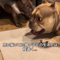 2匹の遊ぶ犬1