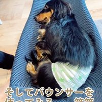 バウンサーに寝る犬
