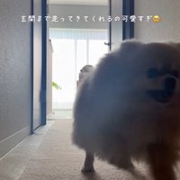 室内から玄関に駆け寄る犬