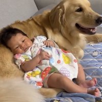 犬にもたれて過ごす赤ちゃん