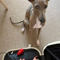 連れて行ってほしいプットくん