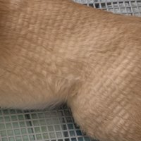 ワッフル