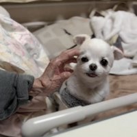 人の手に撫でられる犬