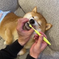 歯磨きの時間です