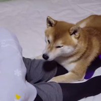 両腕で女性の足を挟む犬