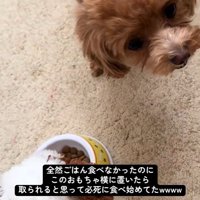 こあ君のご飯の横におもちゃを置いたら