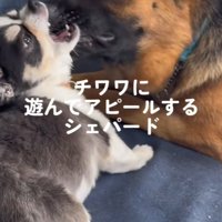 普段の2匹