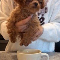 ティーカップに子犬を入れる