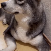 横を向いて耳を立てている犬