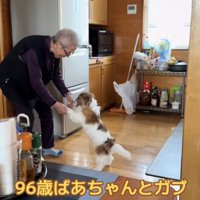 おばあちゃんと手を取り合ってヨチヨチ歩く犬