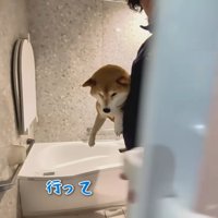 シャンプーをするスティーブくん3