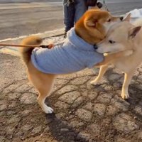 特別なおともだち