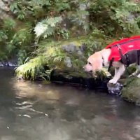 川下へ流れていく男性を見つめる犬
