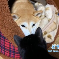 「どうしてもダメ？」「うん、ダメ」