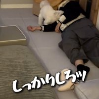 飼い主の顔の近くにやってくる犬