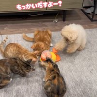 配給係をするくるみちゃん4