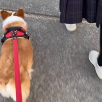 仲良く並んでお家へ♪