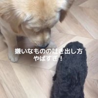Ｑ太くんにみかんを投げたら8