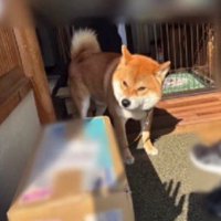 愛犬のおいも君！！