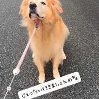 リードで引っ張られても散歩を拒否する大型犬