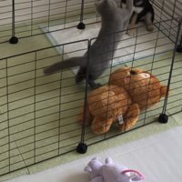 前足を伸ばして猫パンチしようとする猫