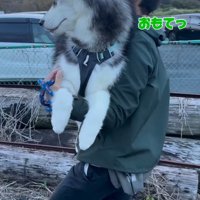 大型犬を抱っこして歩く男性
