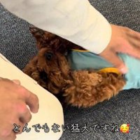 甘えん坊な麦茶ちゃん