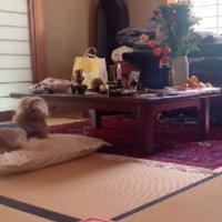 ライムちゃんが向かった先は…