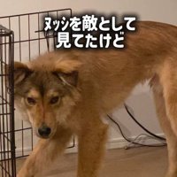 ラッキーくんの変化7