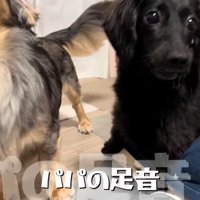 「あ！パパが来た！」