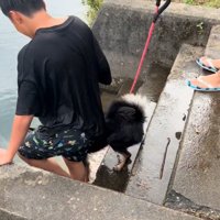 阻止しようとする犬