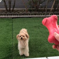 おもちゃを投げた時のベルちゃん