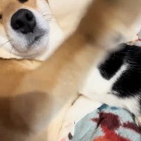 前足をあげるこむぎちゃん