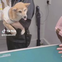 抱っこされたまま舌を出す犬