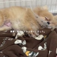 手術を終えてスヤスヤ…