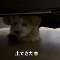 ソファの下から出てくる犬