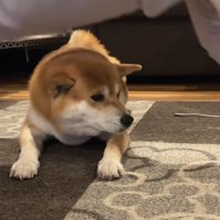 筋トレ中のお兄ちゃんとこじろー君6