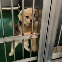 扉を引っかくまるるちゃん