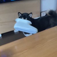飼い主さんを見るコテツくん