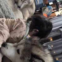 赤ちゃんの匂いを嗅ぐオスの犬
