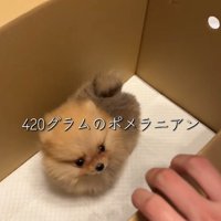 お迎えした日のもこちゃん