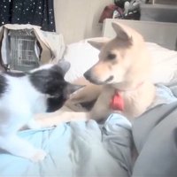 ソラちゃんを警戒するパンダちゃん